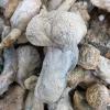 Albino Penis Envy Magic Mushroom - BUDDASH