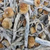 Blue Meanie Magic Mushroom - BUDDASH