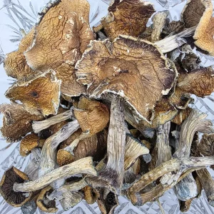 Golden Teacher Bag Magic Mushroom - BUDDASH