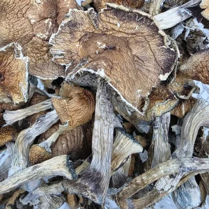 Golden Teacher Magic Mushroom - BUDDASH