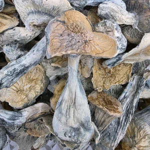 Great White North Magic Mushroom - BUDDASH