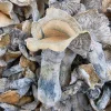 Hillbilly Pumpkin Magic Mushroom - BUDDASH