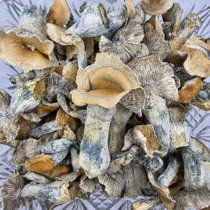 Hillbilly Pumpkin cannabis flower in a resealable mylar bag