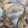 Hillbilly Magic Mushroom - BUDDASH
