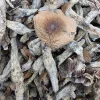 Melmac Magic Mushroom - BUDDASH