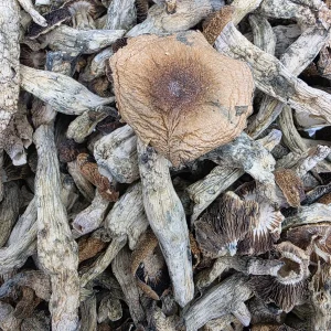 Home Melmac Magic Mushroom - BUDDASH