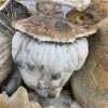 Thrasher Magic Mushroom - BUDDASH