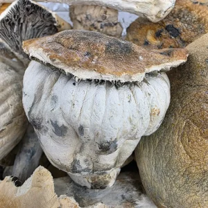 Thrasher Magic Mushroom - BUDDASH