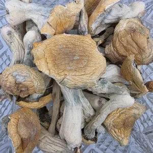 Tidal Wave Bag Magic Mushroom - BUDDASH