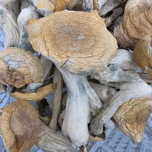 Tidal Wave Magic Mushroom - BUDDASH