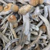 Trinity Magic Mushroom - BUDDASH