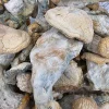 White Wizard Magic Mushroom - BUDDASH
