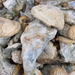 White Wizard Magic Mushroom - BUDDASH