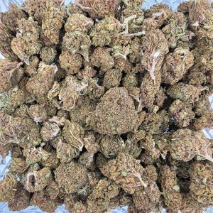 Critical Kush Bag AA - BUDDASH