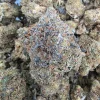 Pink Rockstar Bud AAAA - BUDDASH