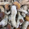 Penis Envy Shroom - Bud Dash