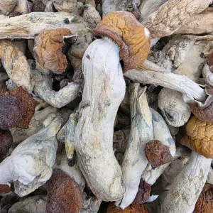 Penis Envy Shroom - Bud Dash